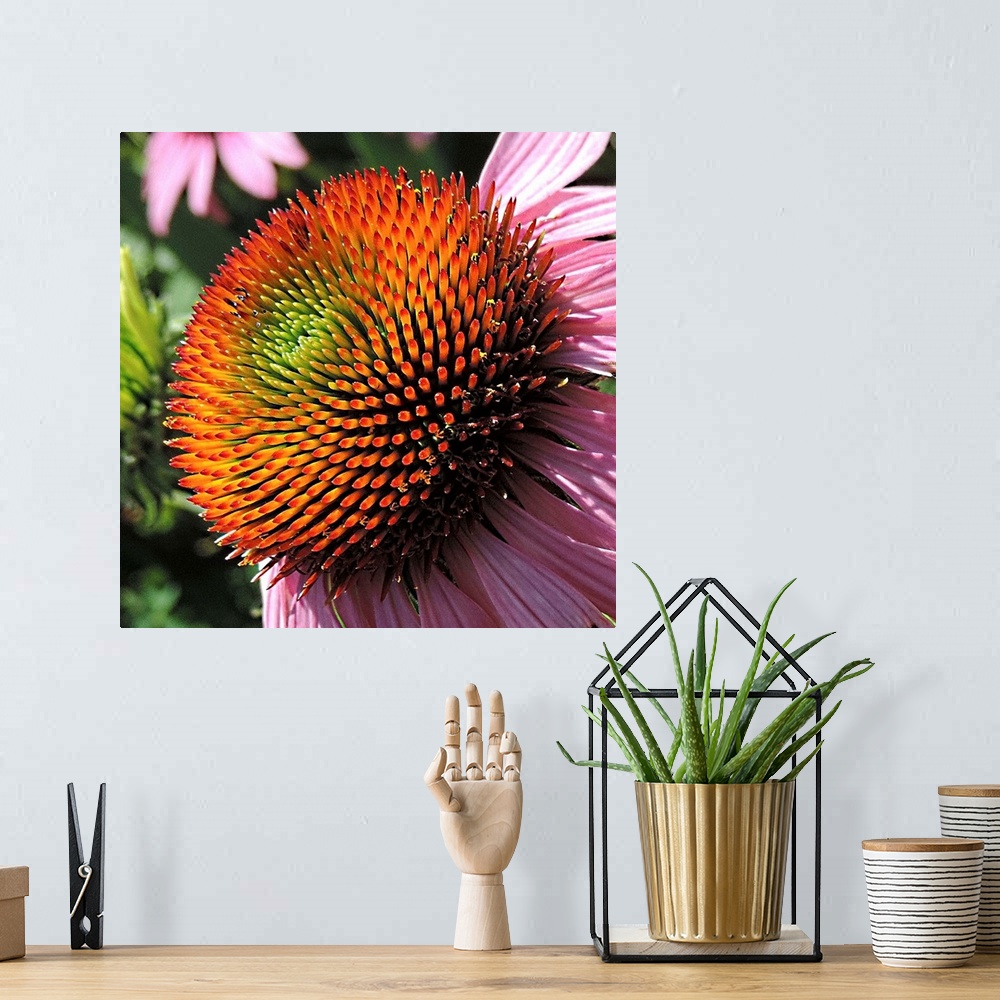 A bohemian room featuring Beautiful Purple Cone Flower in a garden, showing nearly all the colors of the rainbow.