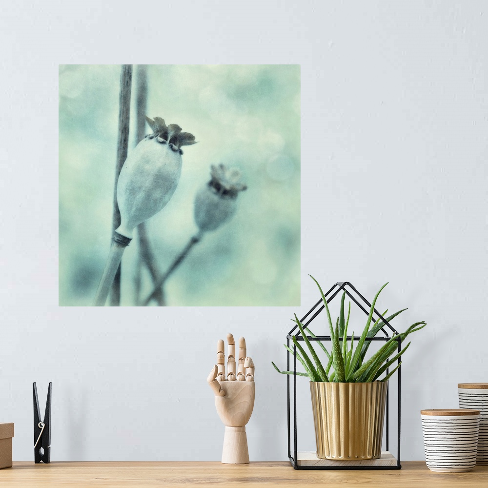 A bohemian room featuring Two poppy seed pods in squared format, toned monochratic in bluegreen