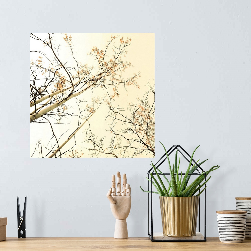 A bohemian room featuring A windeangle-shot of birch trees in fall