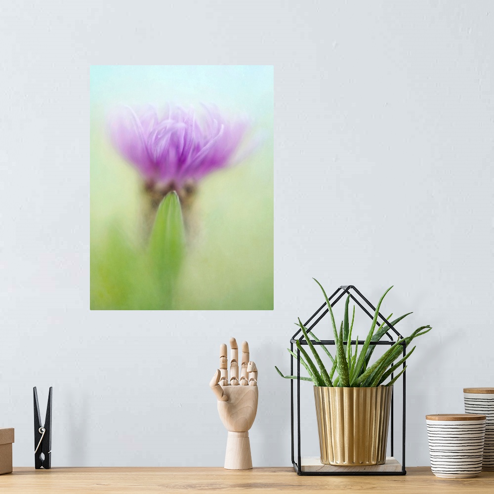 A bohemian room featuring Knapweed, a beautiful wildflower, taken with sharpness at the point