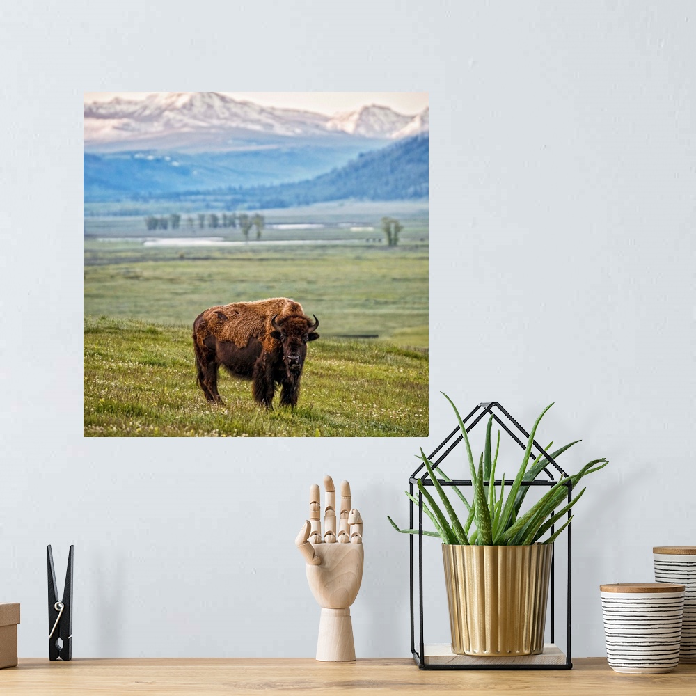 A bohemian room featuring A bison in a meadow overlooking the mountains of Yelllowstone National Park.