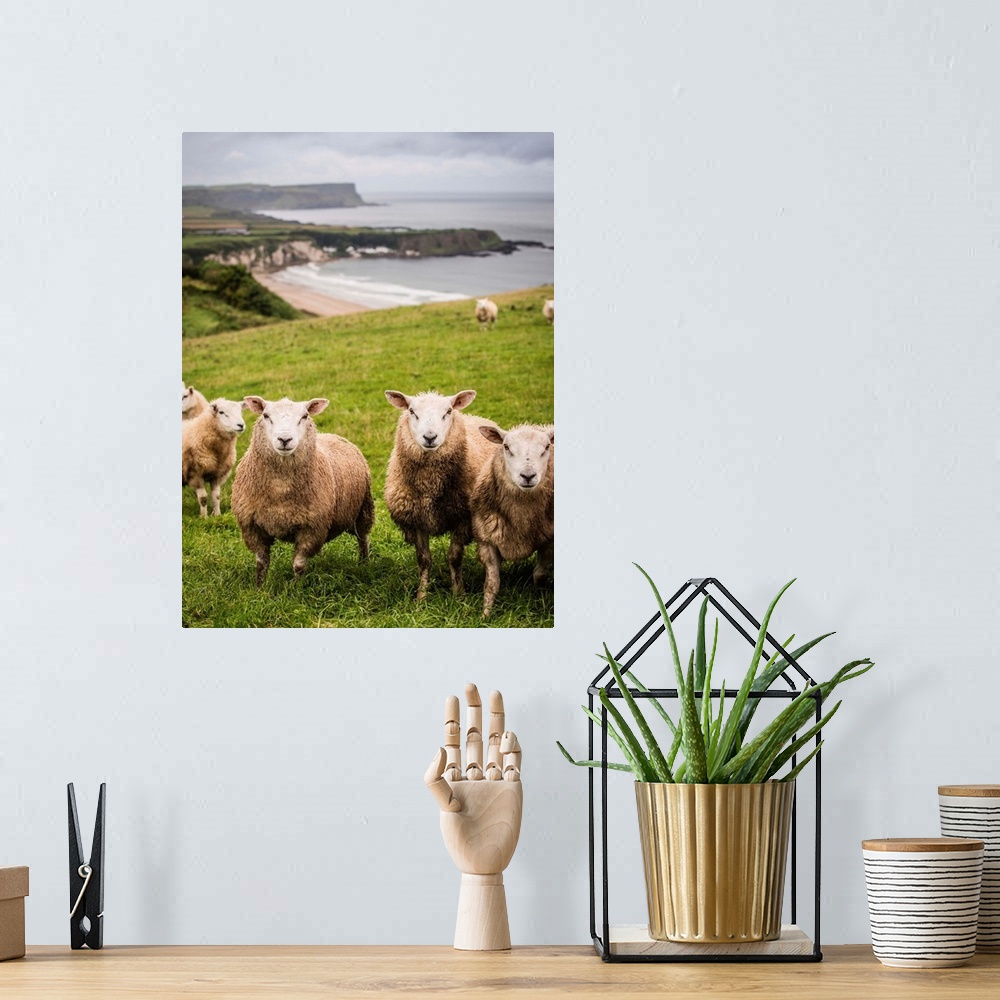 A bohemian room featuring Photograph of sheep in a field on the coast in County Antrim, Northern Ireland.