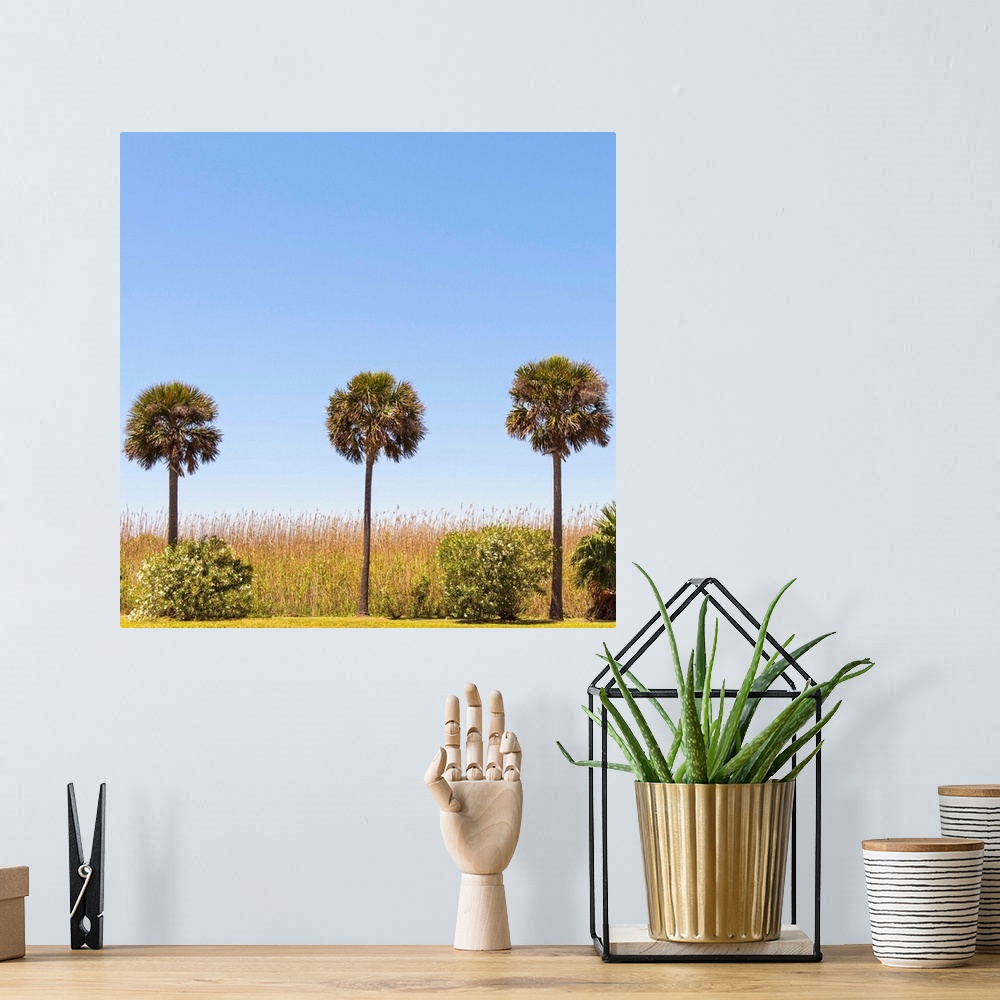 A bohemian room featuring Square photograph of three palm trees in a row, Houston TX