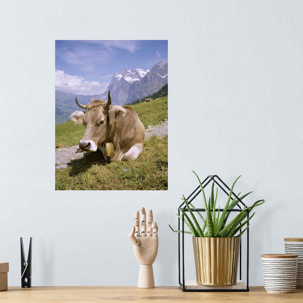 A bohemian room featuring Cow at Alpiglen, Grindelwald, Bernese Oberland, Swiss Alps, Switzerland