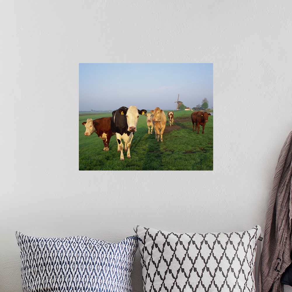 A bohemian room featuring Cows on a polder in the early morning, windmill in the background, Holland
