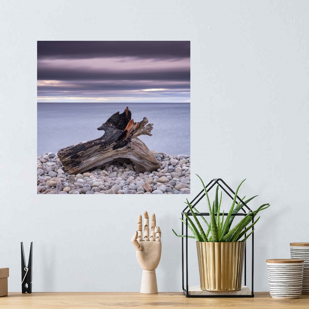 A bohemian room featuring Driftwood on Spey Beach and the Moray Firth, Moray, Scotland, United Kingdom, Europe