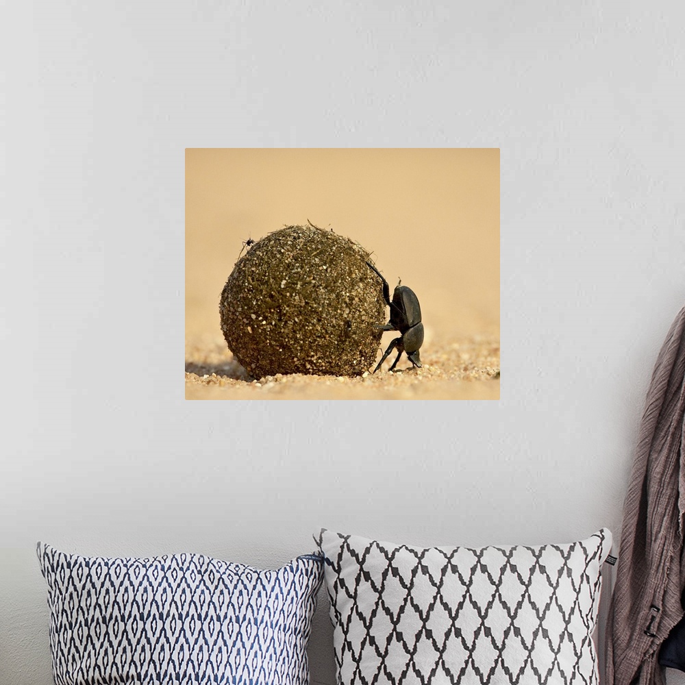 A bohemian room featuring Dung beetle rolling a dung ball, Kruger National Park, South Africa, Africa