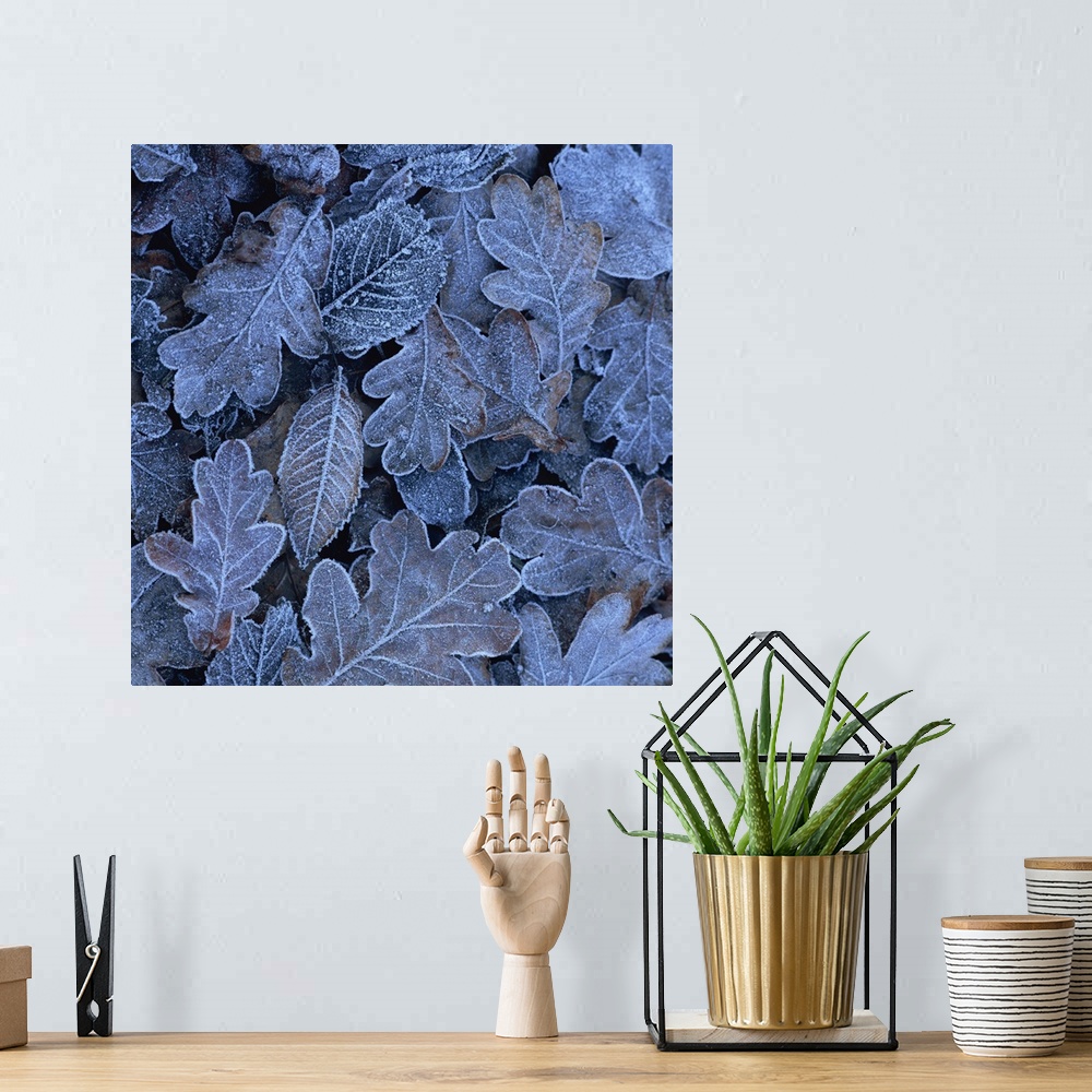 A bohemian room featuring Frost on leaves