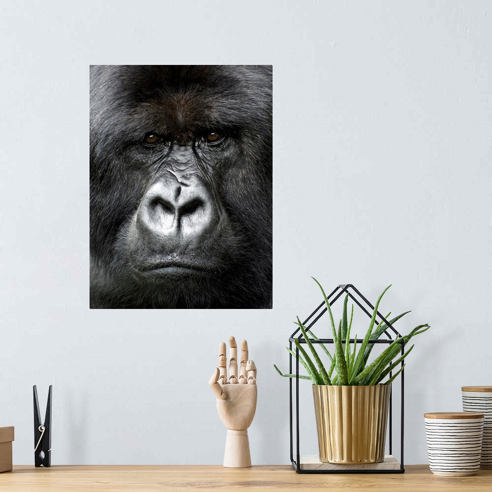 A bohemian room featuring Silverback gorilla looking intensely, in the Volcanoes National Park, Rwanda, Africa