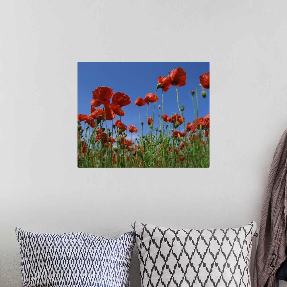 A bohemian room featuring View close-up of red poppies in flower in a field in Cambridgeshire, England