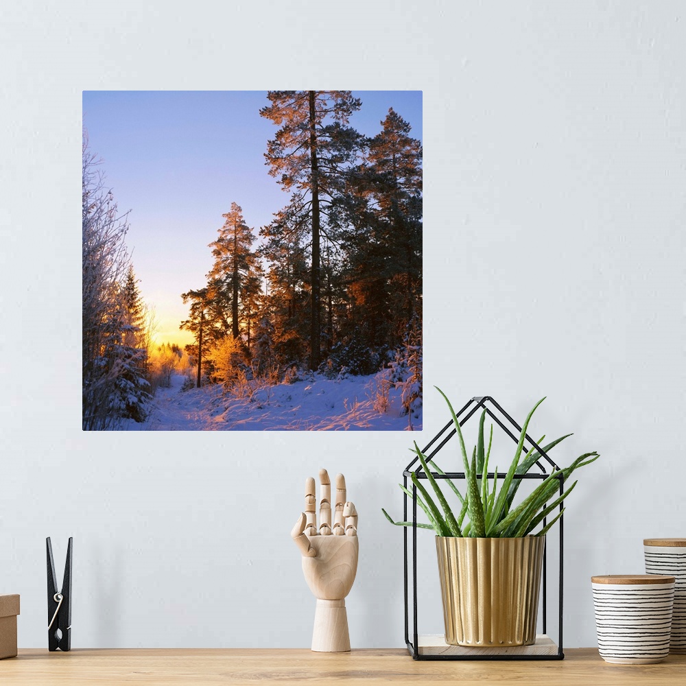 A bohemian room featuring Winter sunset in the forest near Oslo, Norway, Scandinavia, Europe