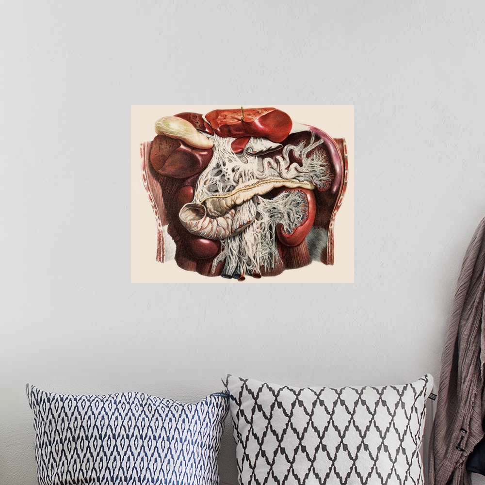 A bohemian room featuring Abdominal organs, historical anatomical artwork. This ventral (front) view of a dissected abdomen...