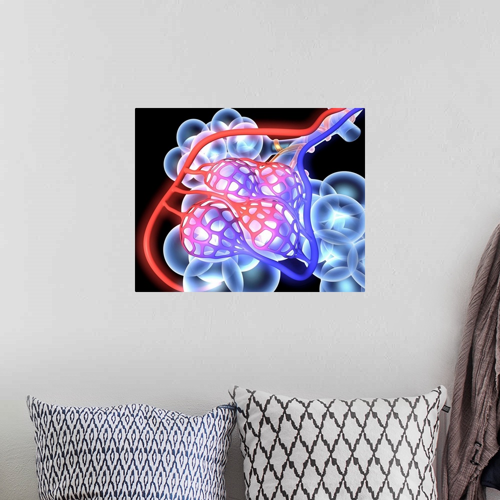 A bohemian room featuring Alveoli. 3d medical illustration showing the alveoli and blood vessels in the human lung.