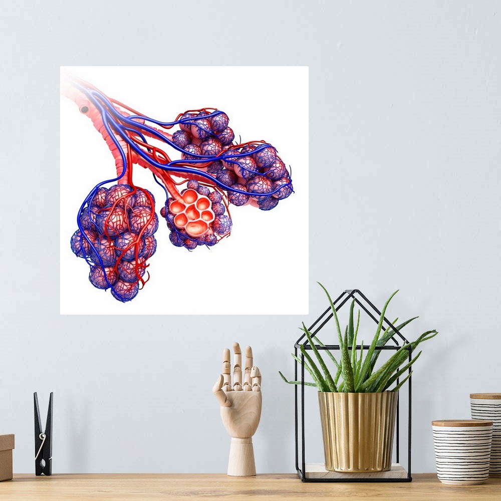 A bohemian room featuring Alveoli of the human lung, illustration.