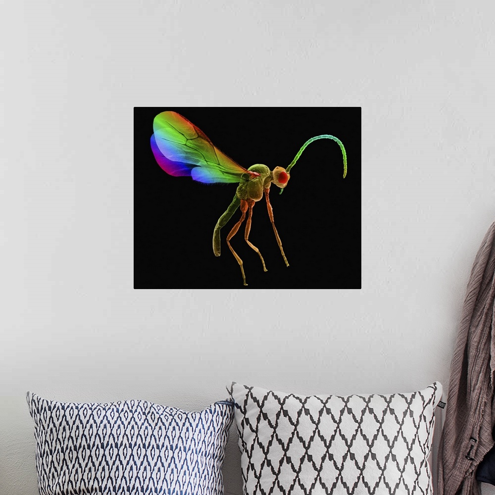 A bohemian room featuring Coloured scanning electron micrograph (SEM) of Aphid wasp (Anagrus epos). A parasite of the bean ...