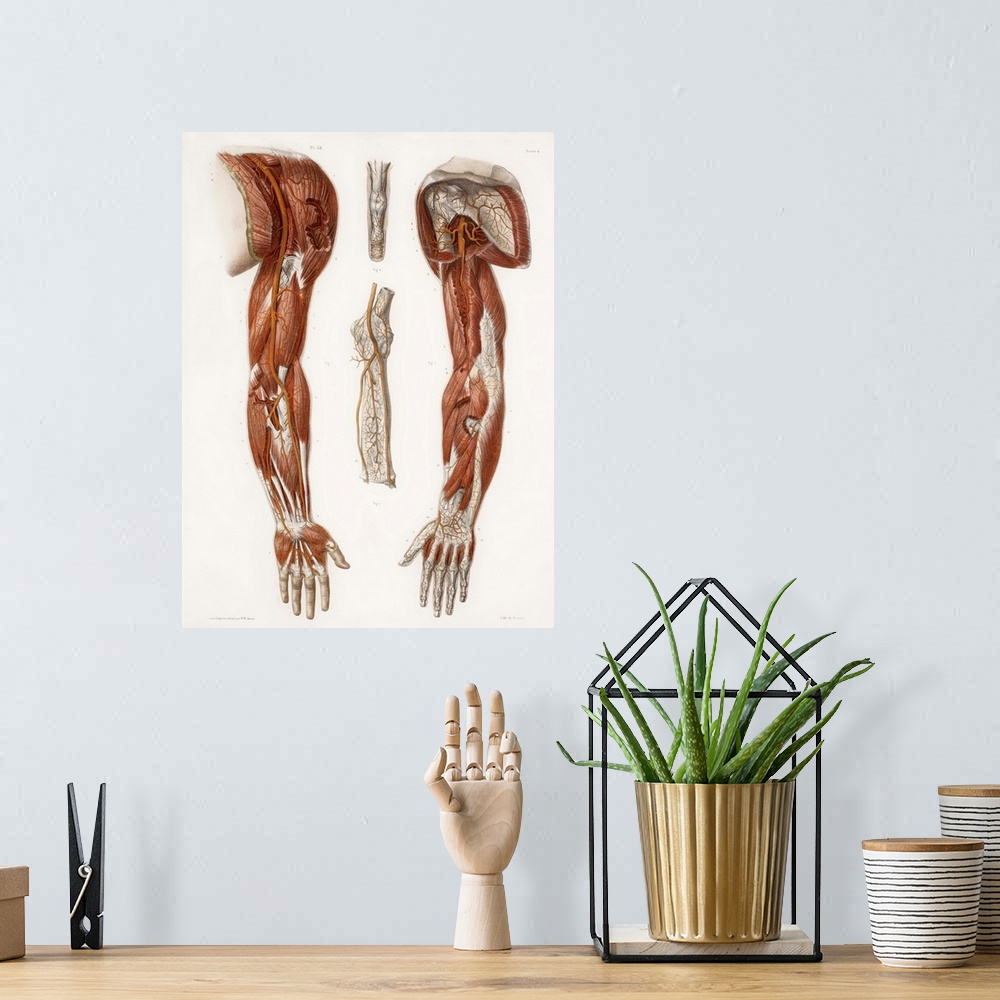 A bohemian room featuring Arm anatomy, historical artwork. 19th Century hand coloured lithographic print showing the arteri...