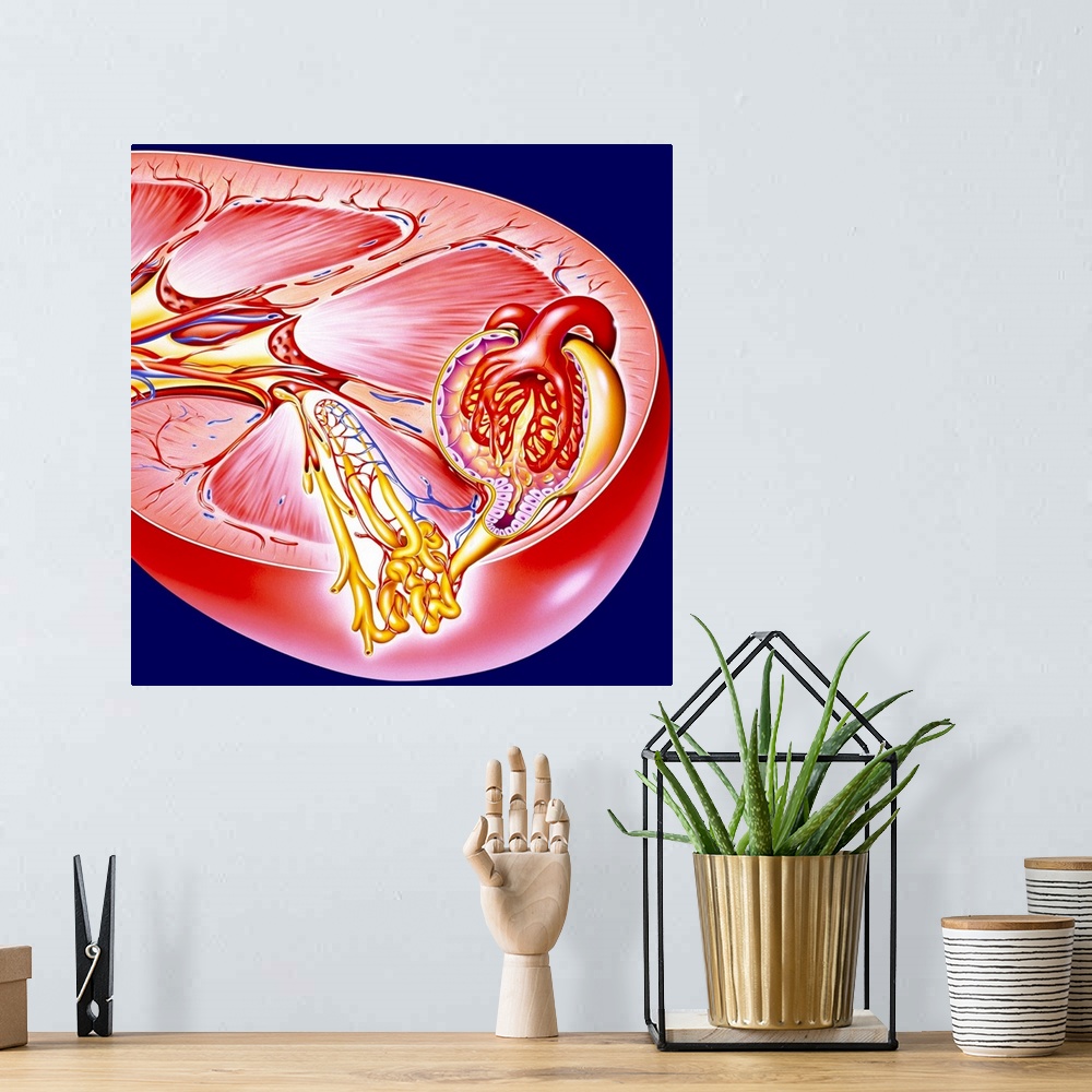 A bohemian room featuring Kidney. Artwork of a section through a human kidney. The two kidneys excrete urine and regulate b...