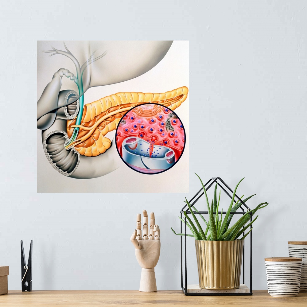 A bohemian room featuring Insulin production. Artwork of the human pancreas showing production of the hormone insulin. The ...