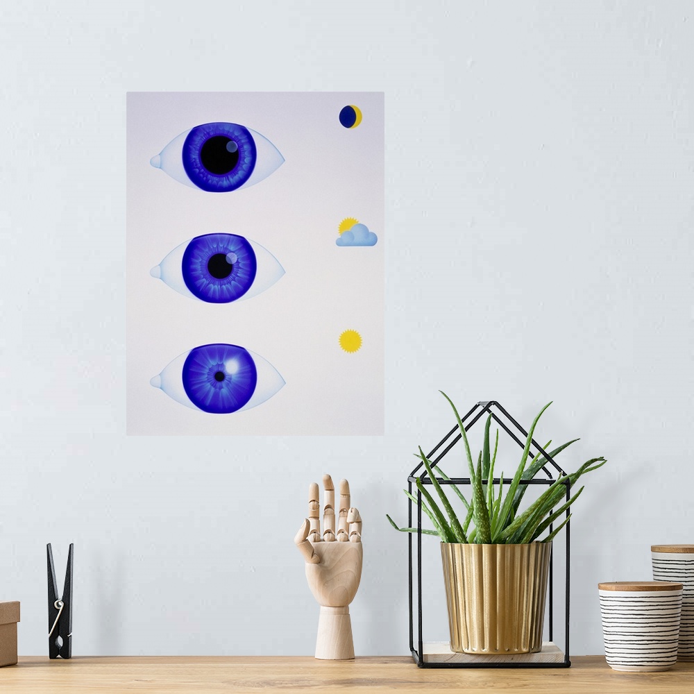 A bohemian room featuring Pupil of eye. Artwork showing how the pupil of the eye reacts in three different light intensitie...