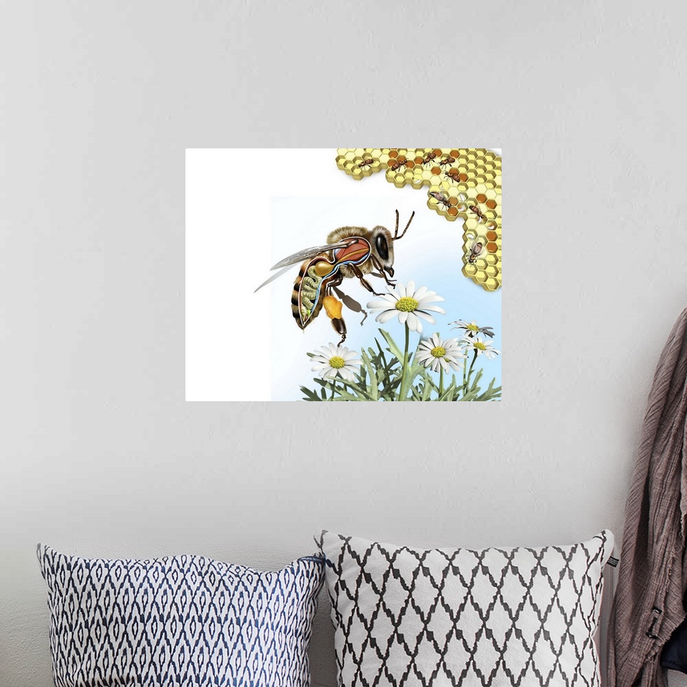 A bohemian room featuring Bee anatomy. Computer artwork showing the internal anatomy of a honeybee (Apis mellifera). Nerve ...