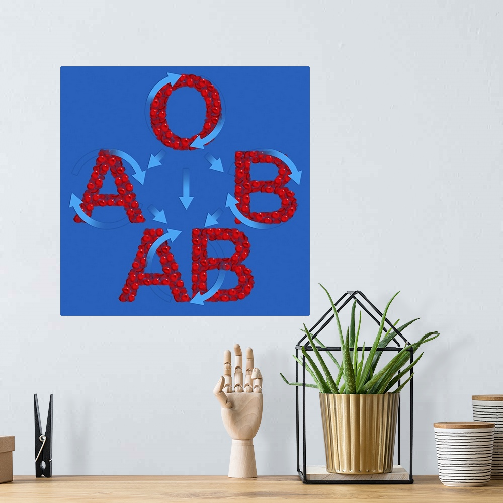 A bohemian room featuring Blood groups. Computer artwork of red blood cells (erythrocytes) in the shape of the letters A, B...