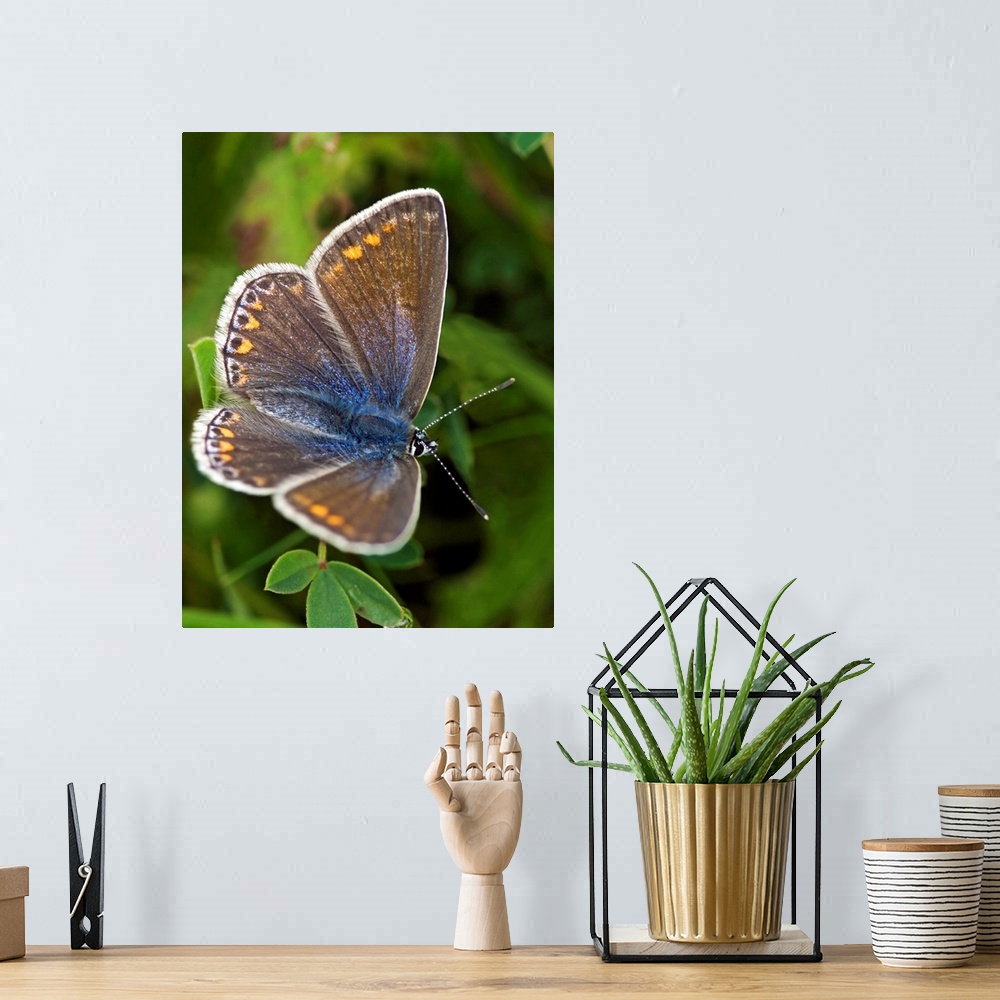 A bohemian room featuring An example of a common Blue butterfly (Polyommatus icarus) which is widely distributed throughout...