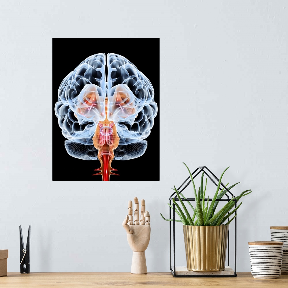A bohemian room featuring Brain. Computer artwork of a frontal view of a healthy male brain. The front of the brain is at l...