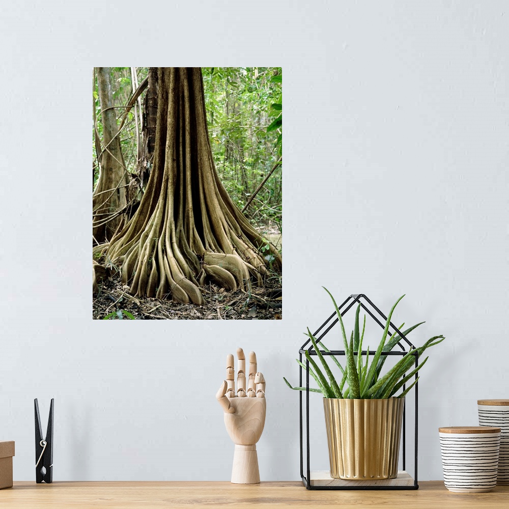 A bohemian room featuring Buttress roots on an unidentified tree in the Nariva freshwater swamp, Trinidad. The roots arise ...
