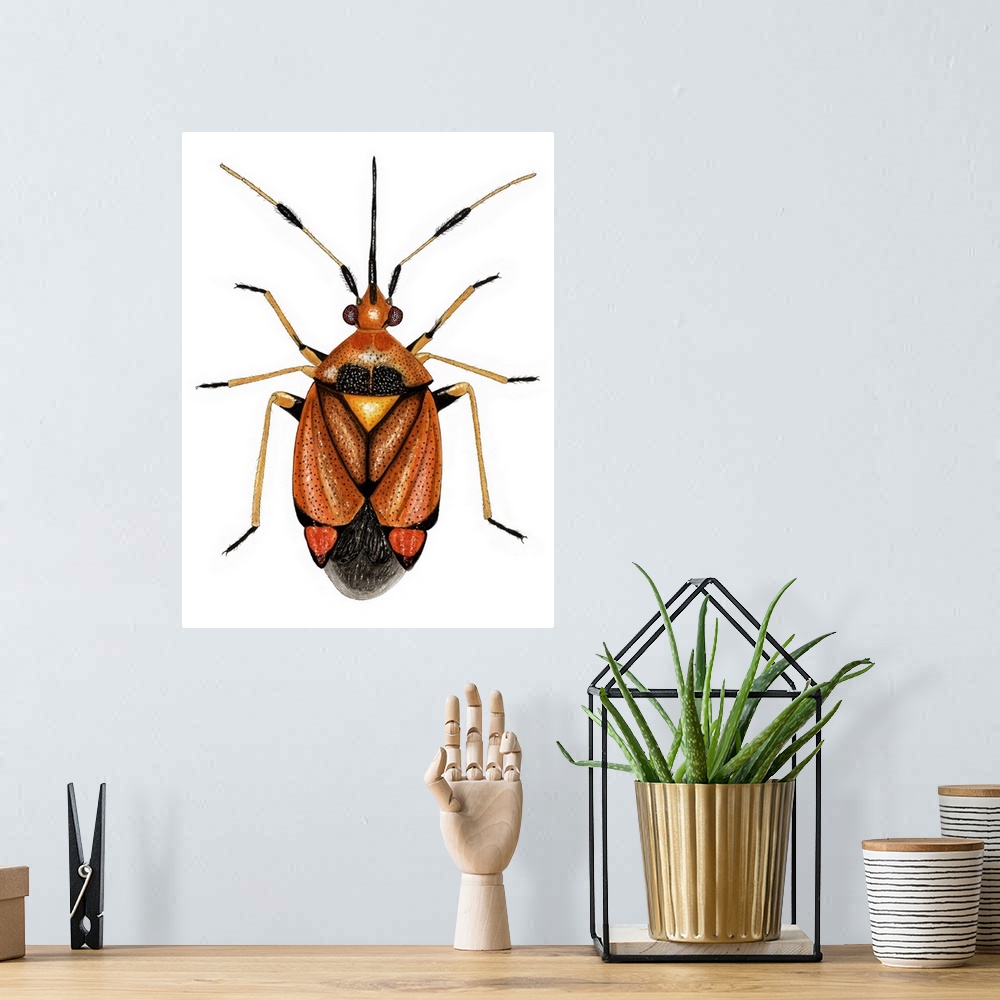 A bohemian room featuring Capsid bug (Deraecoris ruber), artwork. This predatory species of capsid bug measures between 6.5...