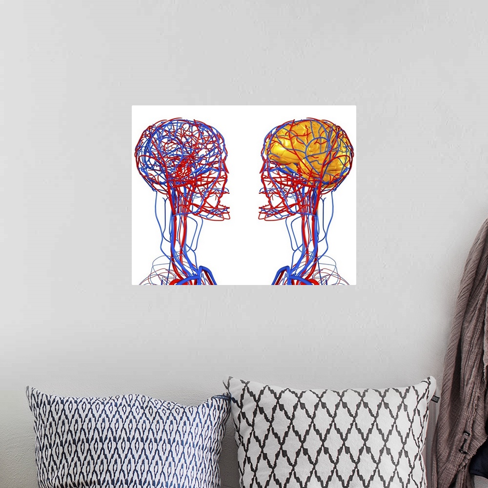 A bohemian room featuring Circulatory system and brain. Computer artwork showing the blood vessels of the head and neck. Al...