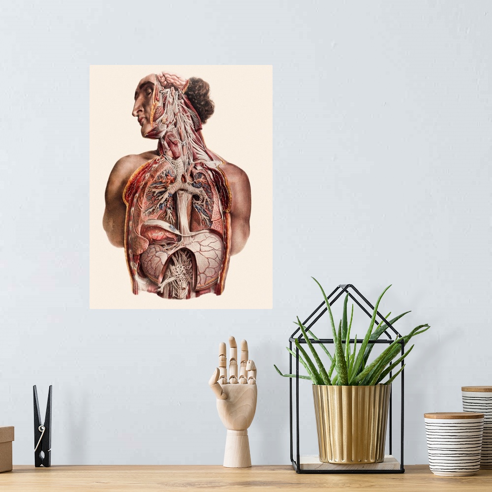 A bohemian room featuring Cranial nerves, historical anatomical artwork. This is an anterior (front) view of a man's neck a...