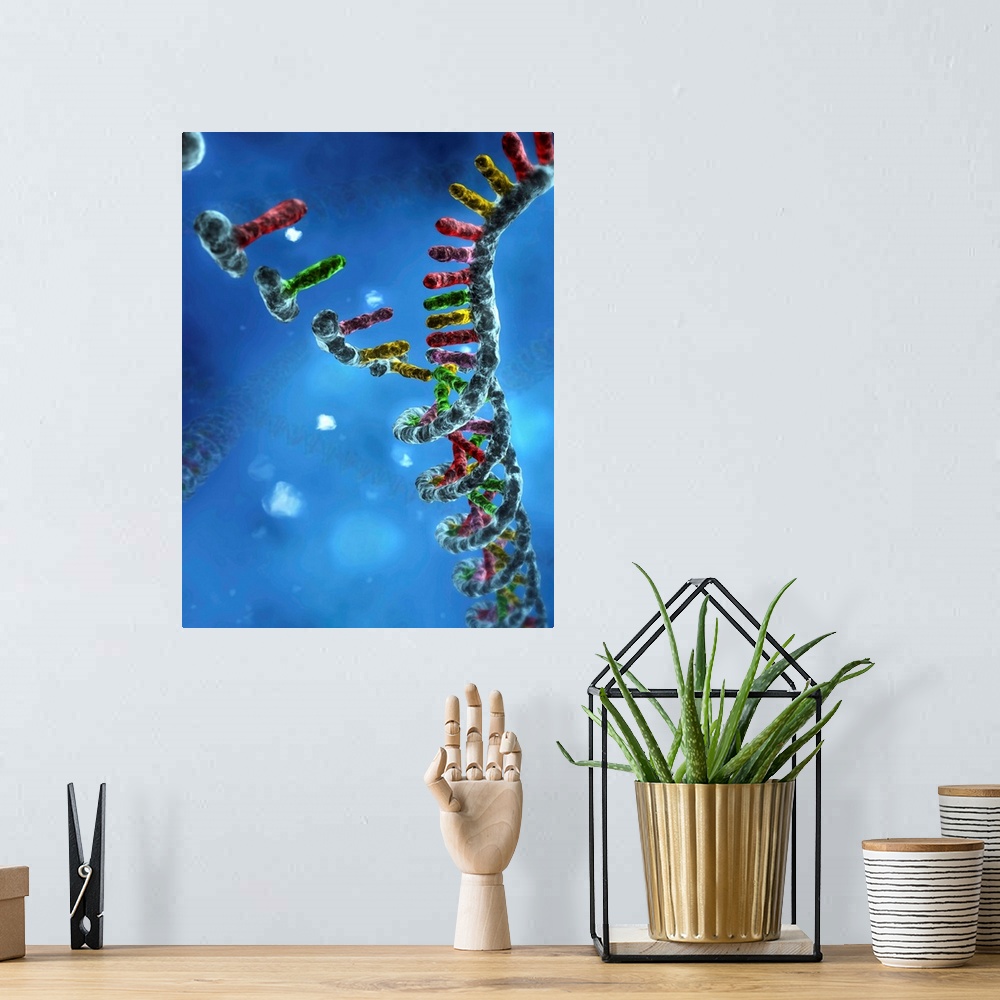 A bohemian room featuring DNA assembly. Computer artwork showing nucleic acid bases (upper left) binding together to form a...