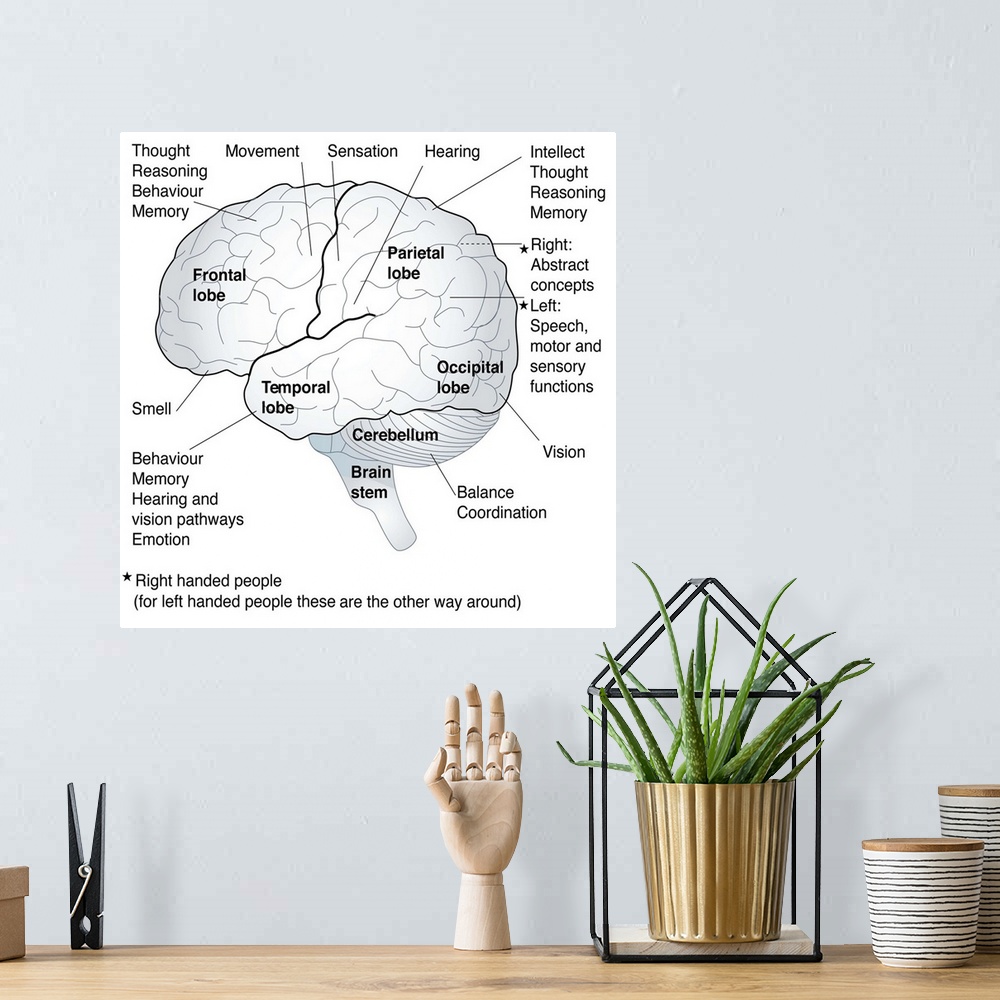A bohemian room featuring Artwork showing the functional areas of the brain, including the cerebral regions involved in tho...