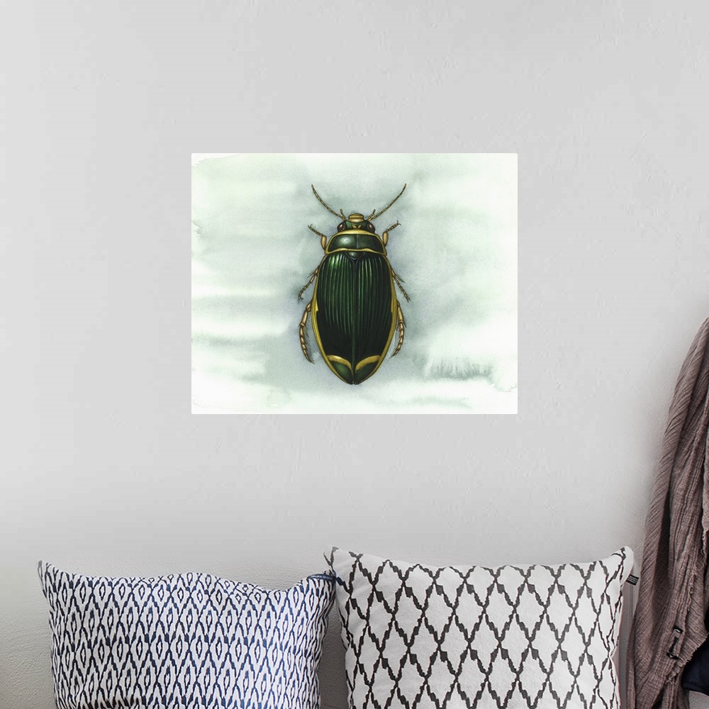 A bohemian room featuring Great diving beetle (Dytiscus marginalis), artwork. This aquatic freshwater beetle is found in Eu...