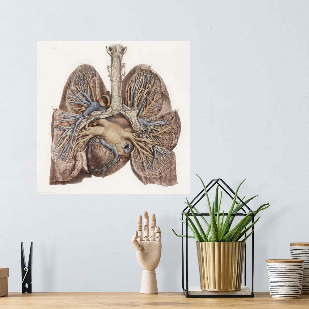 A bohemian room featuring Heart and lungs, historical illustration. 19th Century hand coloured lithographic print showing t...