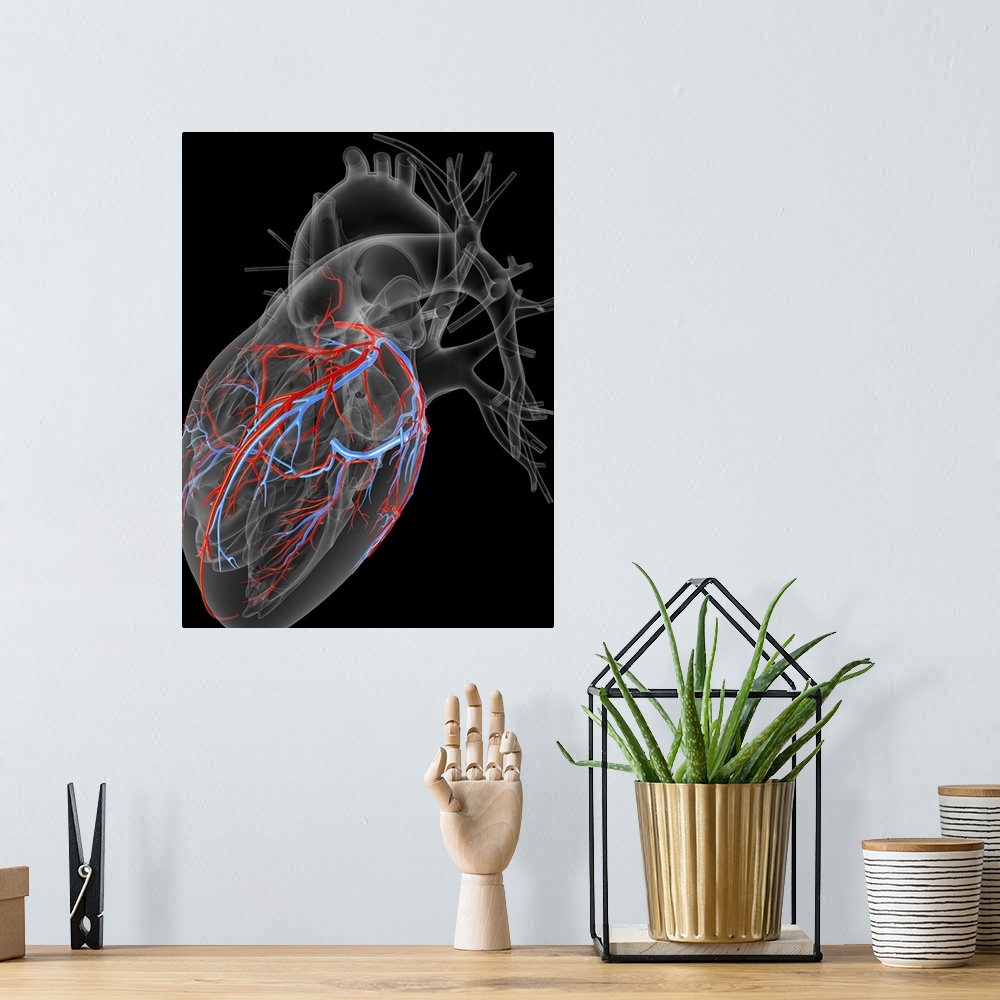 A bohemian room featuring Computer artwork of the heart, emphasizing the coronary arteries (red) and veins (blue).
