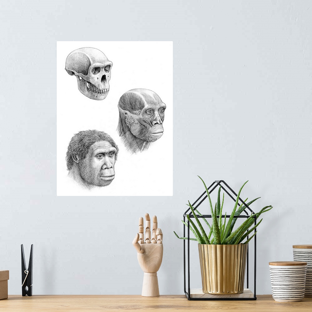 A bohemian room featuring Homo ergaster. Artists impression of the skull, facial muscles and face of a Homo ergaster. H.erg...