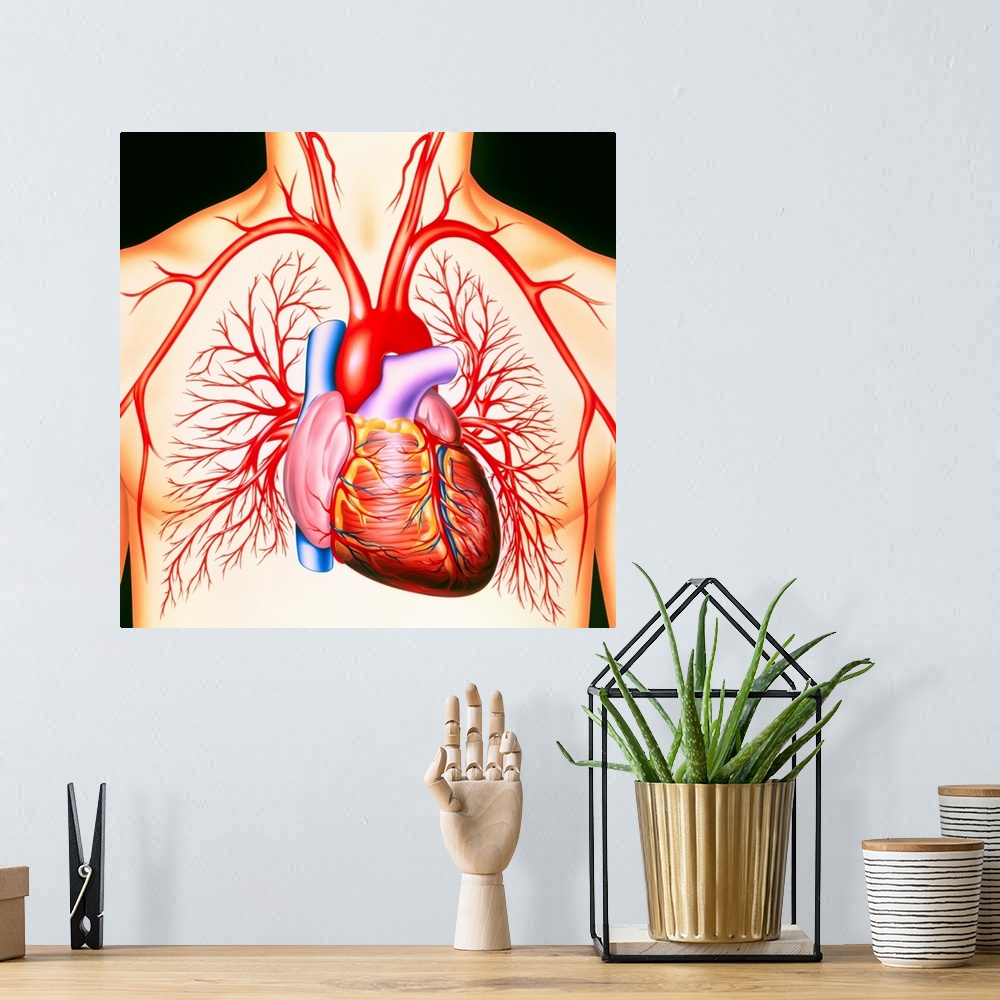 A bohemian room featuring Human heart. Artwork of a healthy human heart and its associated blood vessels. The heart is supp...