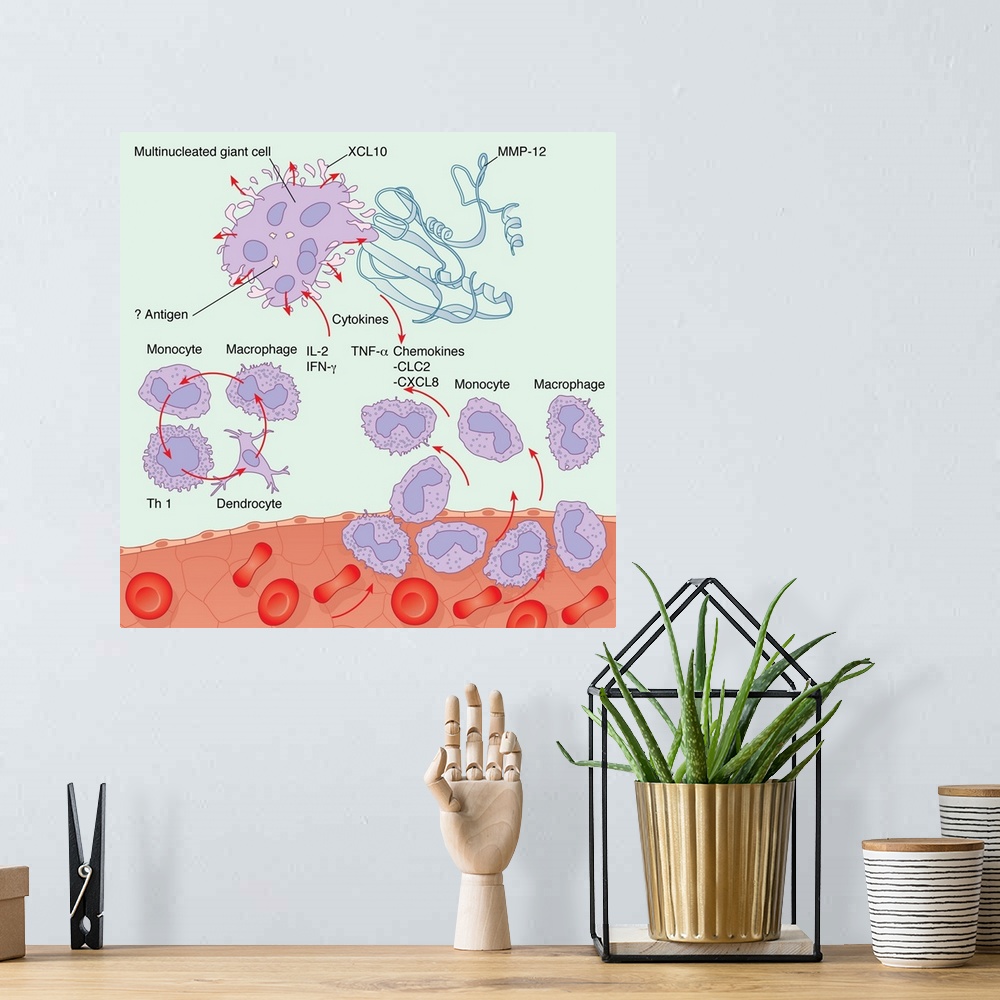 A bohemian room featuring Human immune response. Computer artwork showing the interactions of the various white blood cells...