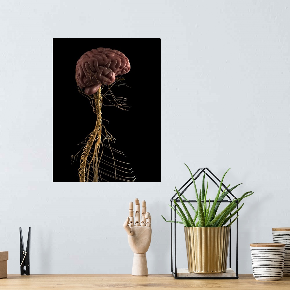 A bohemian room featuring Human nervous system, computer artwork.