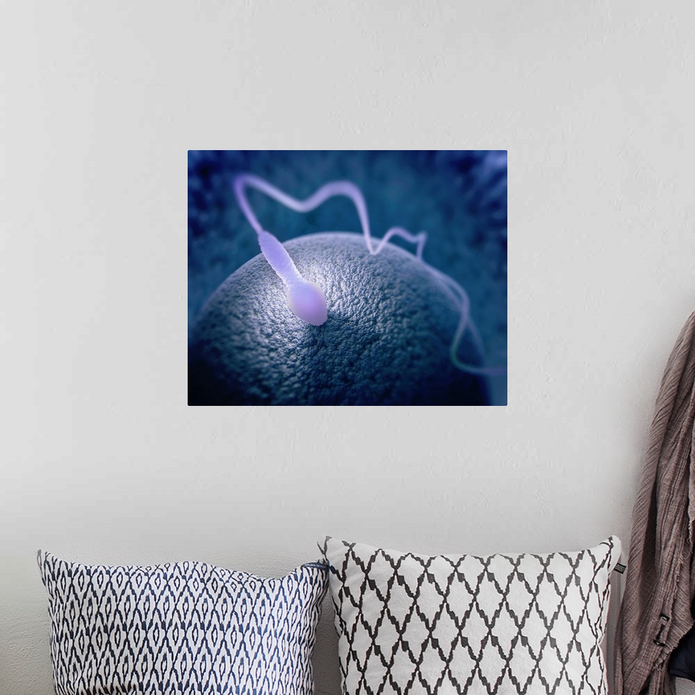 A bohemian room featuring Human sperm and egg, illustration.