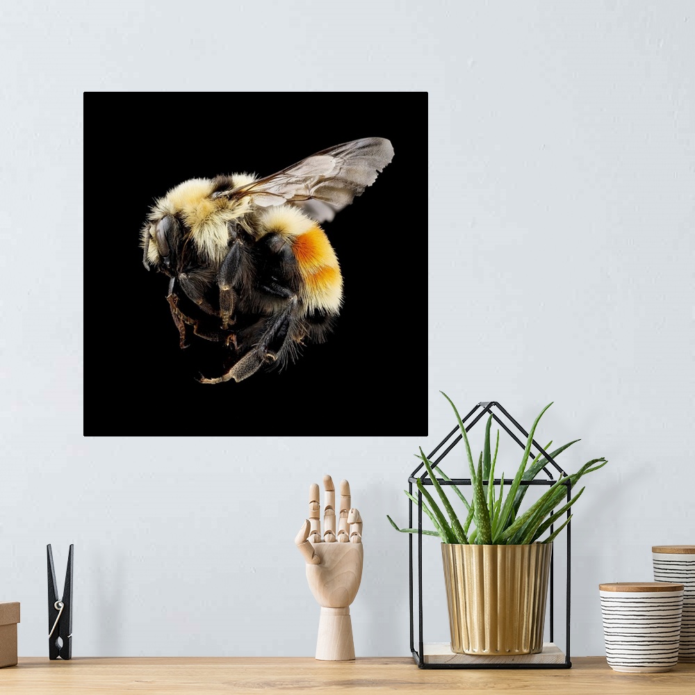A bohemian room featuring Hunt's bumblebee. Macrophotograph of Hunt's bumblebee (Bombus huntii). This species is found in N...