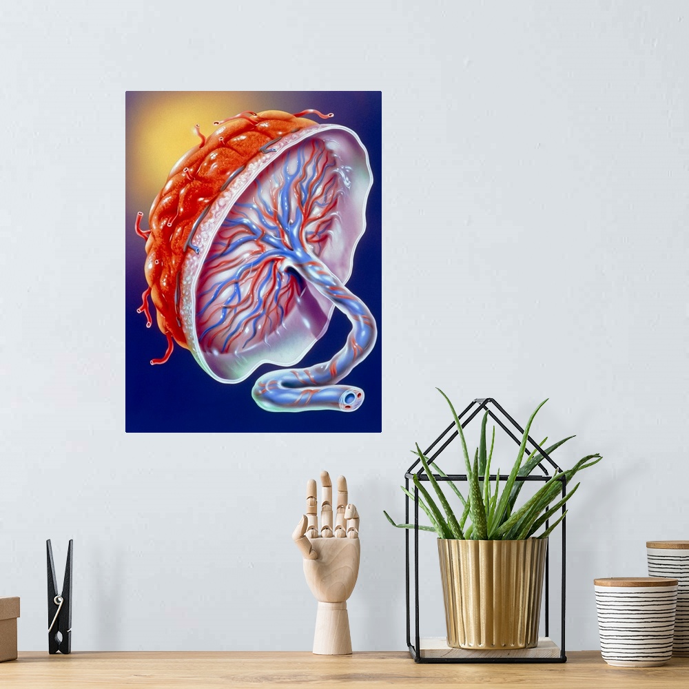 A bohemian room featuring Illustration of the human placenta. The placenta is an organ that develops in the female uterus d...
