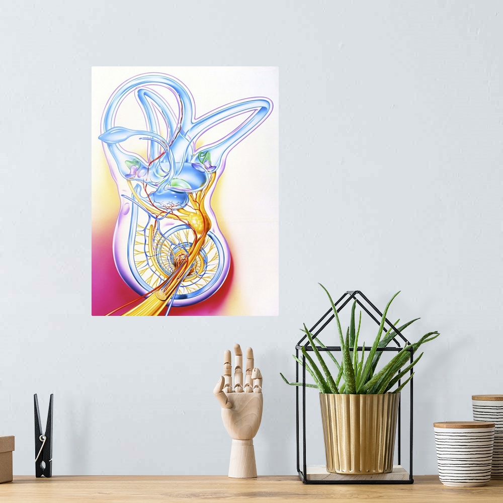 A bohemian room featuring Inner ear. Artwork of a healthy human inner ear, the fluid-filled passages of the membranous laby...