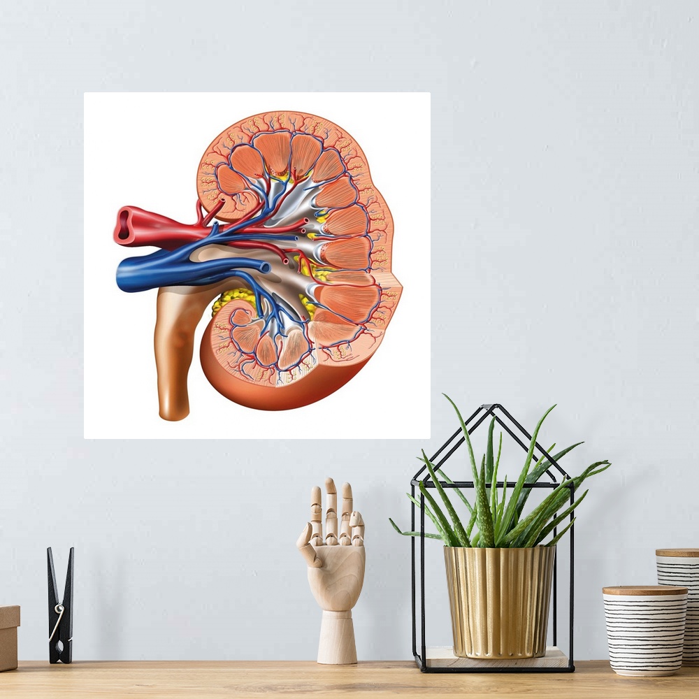 A bohemian room featuring Kidney anatomy. Artwork of a cross-section through a kidney. The kidneys filter waste from the bl...
