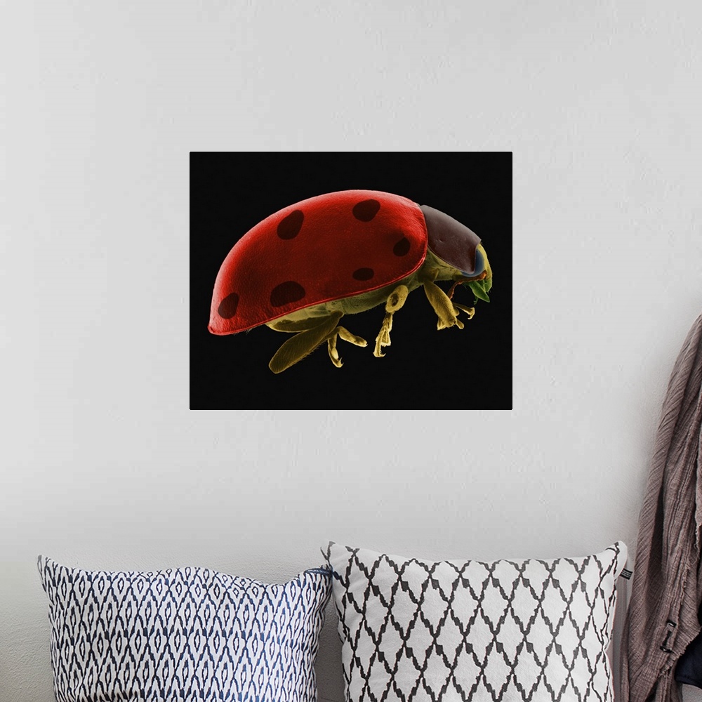 A bohemian room featuring Coloured scanning electron micrograph (SEM) of Ladybug beetle -Coccinella novemnotata. Coccinella...