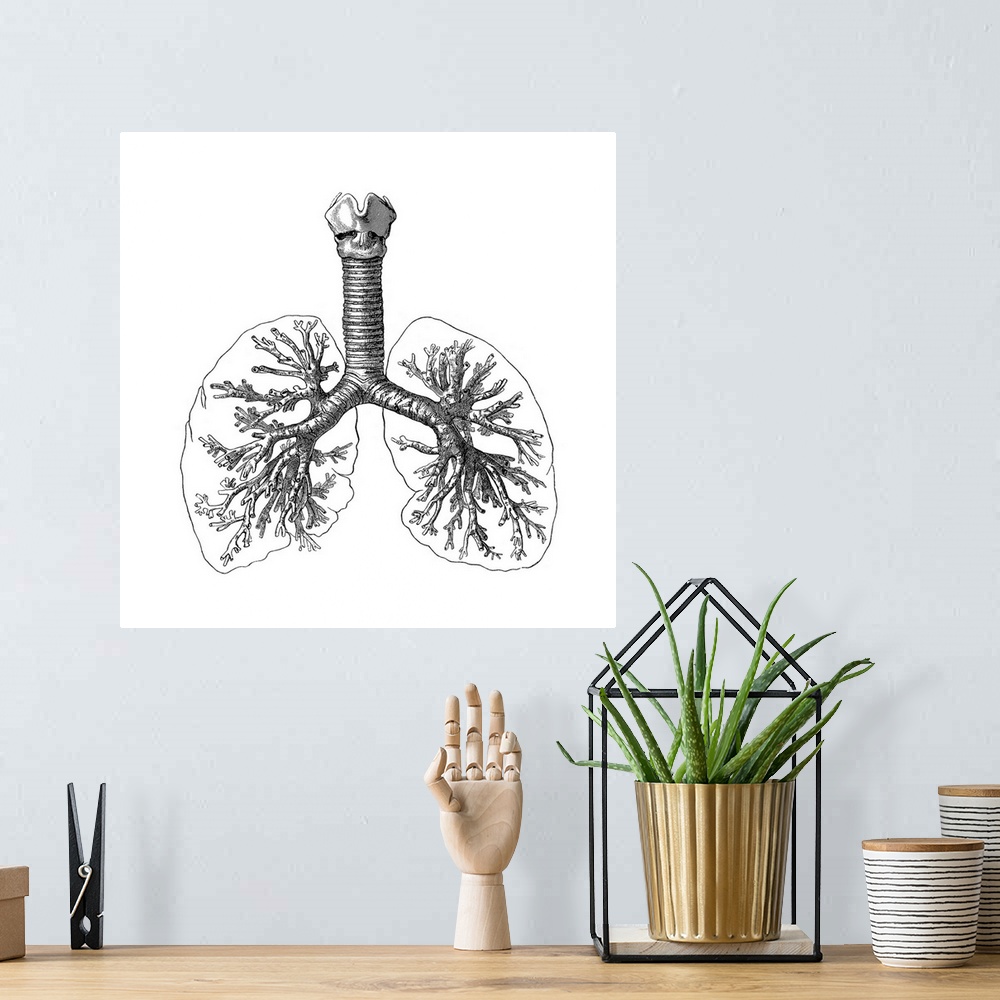 A bohemian room featuring Lung anatomy, artwork.
