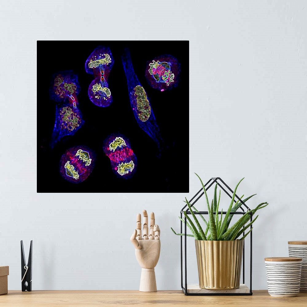 A bohemian room featuring Mitosis. Fluorescence micrograph of six cells at different stages of mitosis (nuclear division). ...
