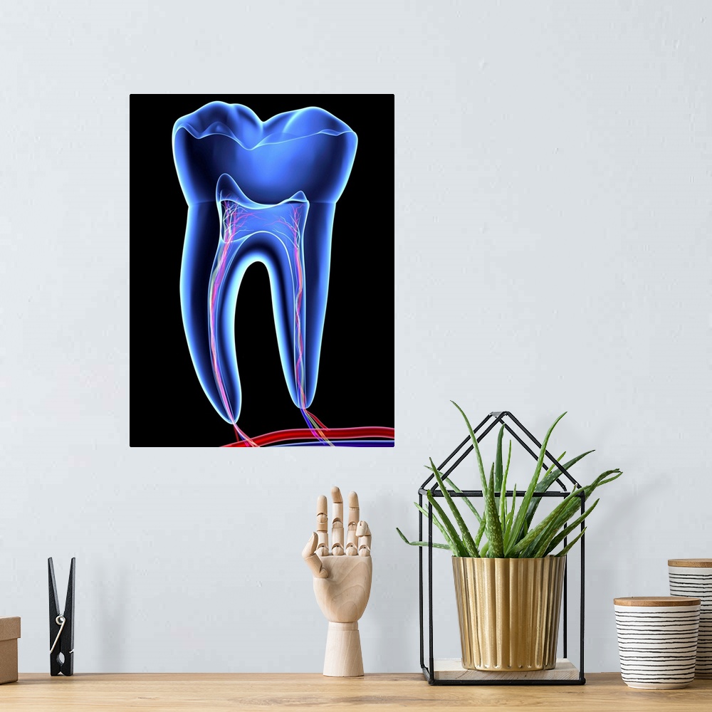 A bohemian room featuring Tooth, transparent cross section of a molar tooth with arteries (red), veins (purple) and nerves ...