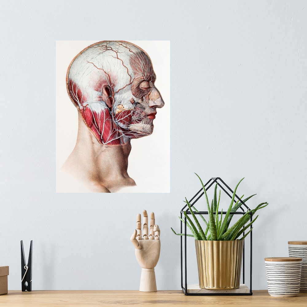 A bohemian room featuring Neck and facial nerves. Historical anatomical artwork of the nerves of the human neck and face. T...